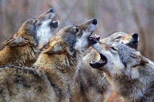 Unsere Wildnis