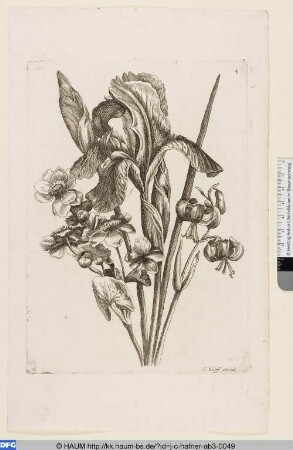 Blume