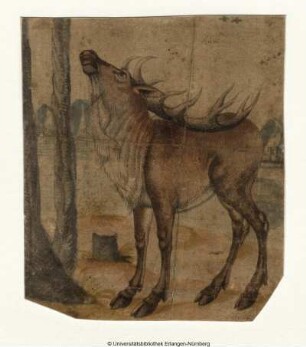 Schreiender Hirsch, nach links