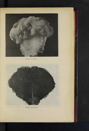 Plumes bayoques. Plumes noires fleur.