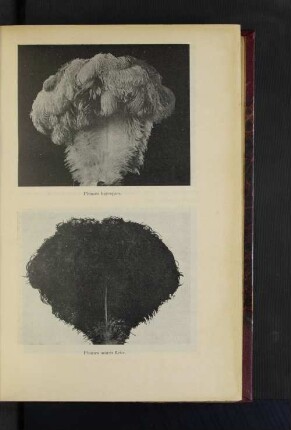 Plumes bayoques. Plumes noires fleur.