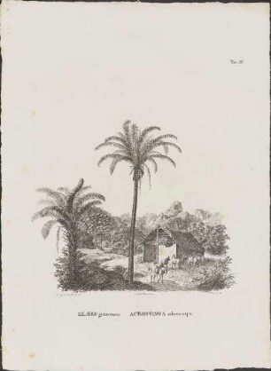 Tab. 56. Elæis guineensis. Acrocomia selerocarpa