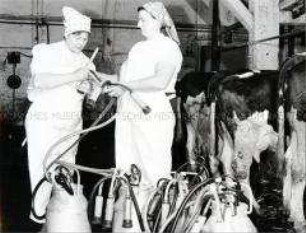 Ausbildung von Melkerin am Melkgeschirr in der LPG Semlow