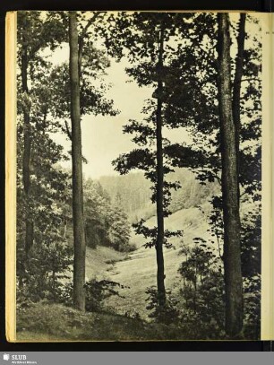 Zwischen Kirnitzschtal und Hinterhermsdorf