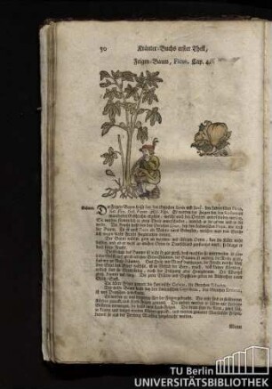 Cap. 4. Feigen-Baum, Ficus.