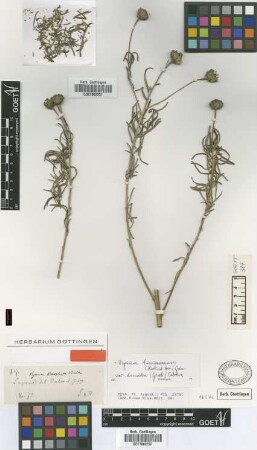 Viguiera stenophylla (Hook. et Arn.) Griseb. var. Griseb. discoidea[type]