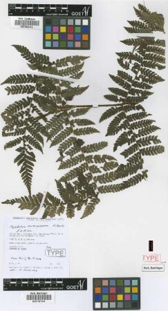 Megalastrum aureisquama M.Kessler & A.R.Sm. [paratype]