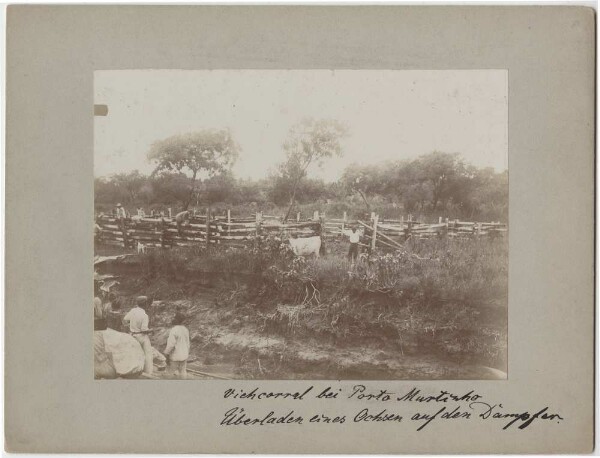 Corral de bétail près de Porto Murtinho. Transbordement d'un bœuf sur un bateau à vapeur