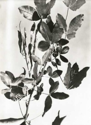 Gemeine Goldregen (Laburnum anagyroides, Syn. Cytisus laburnum). Zweig mit Früchten