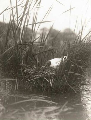 Lachmöwe (Larus ridibundus L.), fütternd