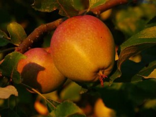 Apfelbaum Sorte: Zuccalmaglios Renette - Baum 80