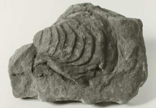 Miesmuschel (Inoceramus lamarcki) vom Schandauer Schlossberg (Mittelturon). Bad Schandau: Heimatmuseum