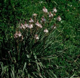 Mystras (Mistra). Blühende Asphodelen. Ästige Affodill (Asphodelus ramosus)