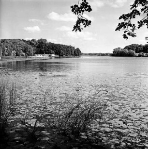 Herrenteich: im Vordergrund Ufer bei Matthias-Claudius-Straße, Seerosenblüte, Wassergras: hinten links Westufer mit Badeanstalt: hinten rechts Ostufer: Bildrand oben herabhängende Zweige