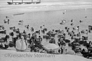 Herrenteich: vorn am Ufer und im Wasser Wassergeflügel: hinten Eisfläche mit Badesteg: Winter