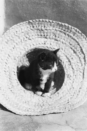 Tiere. Mohrli (Junges Kätzchen in einem Strohhut)