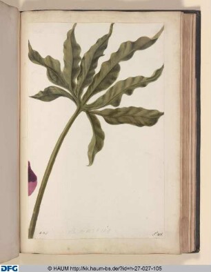 Haei quatuor folia AB (ligiert) rite sibi invicem. adponantur, habetur Dracunculus Polyphyllus. S. Arum, Polyphyllum Draeuneulus & Serpentarin Tietum, caule maeulato majus & elatius.