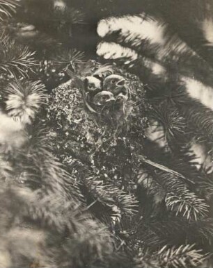 Schwanzmeise (Aegithalos caudatus L.). Nest mit Vogeljungen