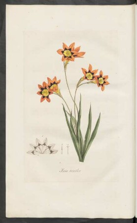Ixia tricolor