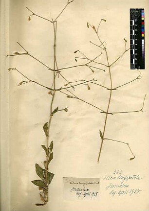 Caryophyllaceae Silene longipetala Ventenat, Étienne P. (1757 - 1808) [Jerusalem, Yerushalayim, El Quds, Al-Quds, Al Quds, El Quds Esh Sherif, Al-Muqaddas, Jérusalem, Gerusalemme, Jerusalén, Aelia Capitolina, Colonia Aelia Capitolina, Hierosolyma, Urusalim, Jerusalem]