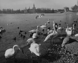 Archivfotografie "bodensee_konstanz_5865ae"