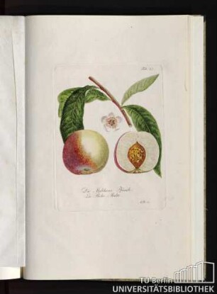 Tab. 47. Die Maltheser Pfirsich. La Péche Malte.