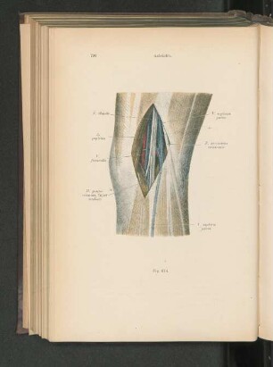 Fig. 614. Kniekehle.