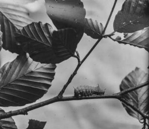 Nagelfleck : Raupe des Nagelflecks (Aglia tau Linnaeus).