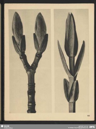 Asclepias Seidenpflanze - Junger Sproß (5mal vergrößert)