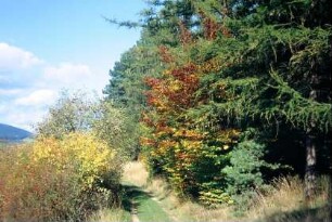 Herbstlicher Waldrand mit Weg