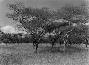 Becken-Landschaft : Becken-Landschaft zwischen Dessie und Debra Sina