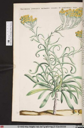 ELICHRYSUM AFRICANUM FRUTESCENS ANGUSTIS ET LONGIORIBUS FOLIIS INCANIS.