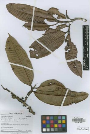 Naucleopsis francisci C.C.Berg & Homeier [paratype]