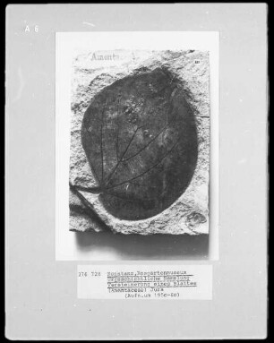 Blatt (Amentaceae), Mesozoikum (Jura)