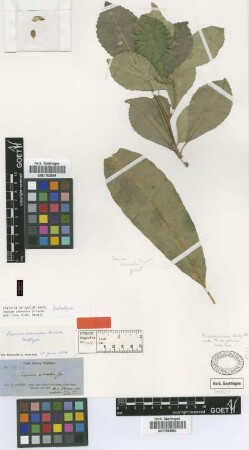 Sapium adenodon Griseb. [holotype]