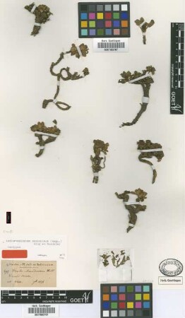 Draba mandoniana Wedd. [isotype]