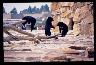 Zoo 5.7.69.