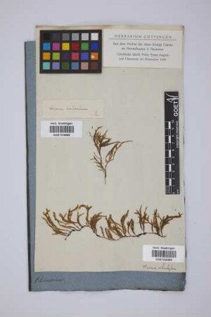 Hypnum dendroideum
