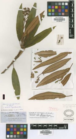 Catachaenia rufa Griseb.