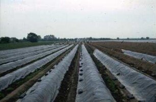 Fotografie: Gartenbautechnik-Freiland, Sonderkulturen
