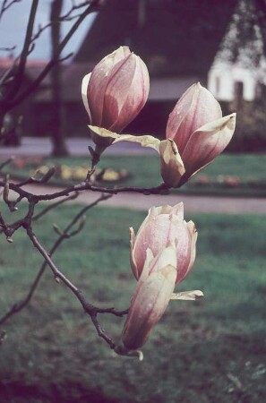 Zweig eines Tulpenbaums (Magnolie) mit Blüten
