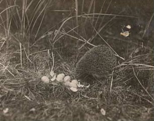 Igel (Erinaceus europaeus L.) beim Plündern eines Rebhuhnnestes