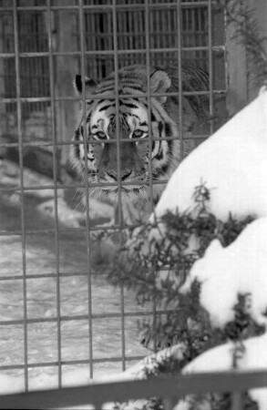 Sibirische Tiger im Karlsruher Zoo