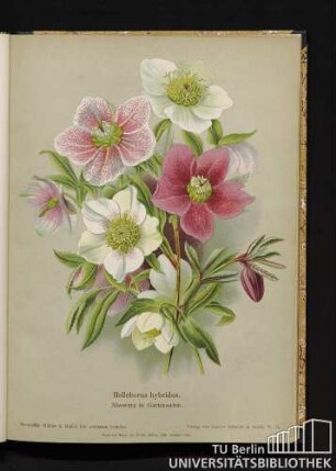 Helleborus hybridus Hort. Nieswurz in Gartensorten.
