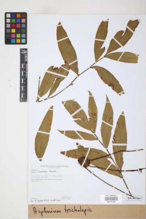 Asplenium tricholepis Rosenst.
