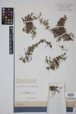 Lippia