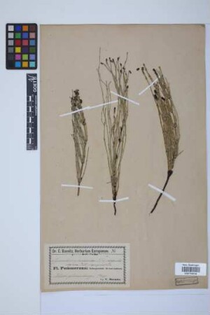 Equisetum palustre L.