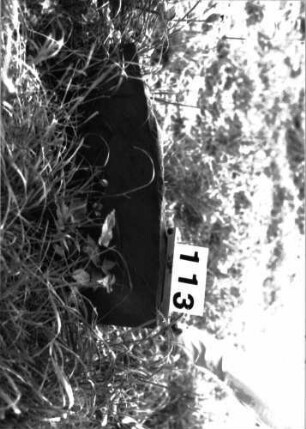 Grabstein 113