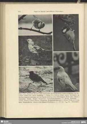 Amsel als Albino
