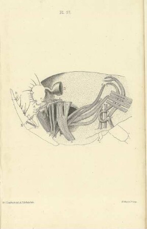 Plate LVII.